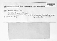 Puccinia circaeae image